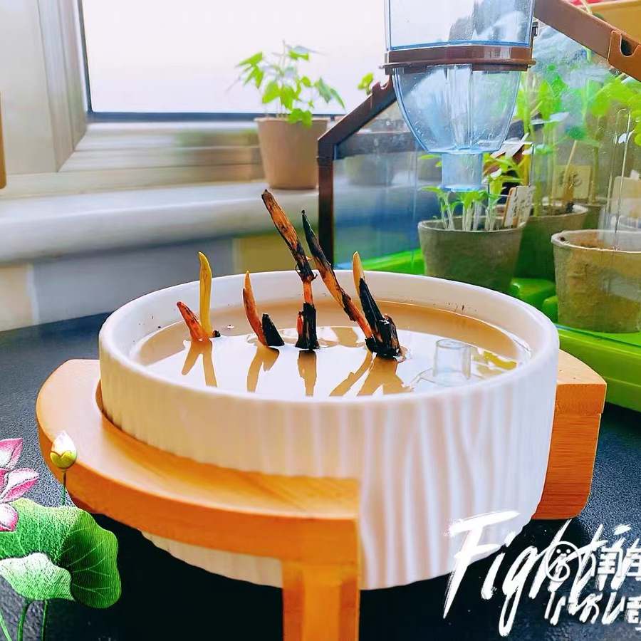 Versatile Silicone Mold for DI - Terrazzo Pot Cement recensione e prezzo